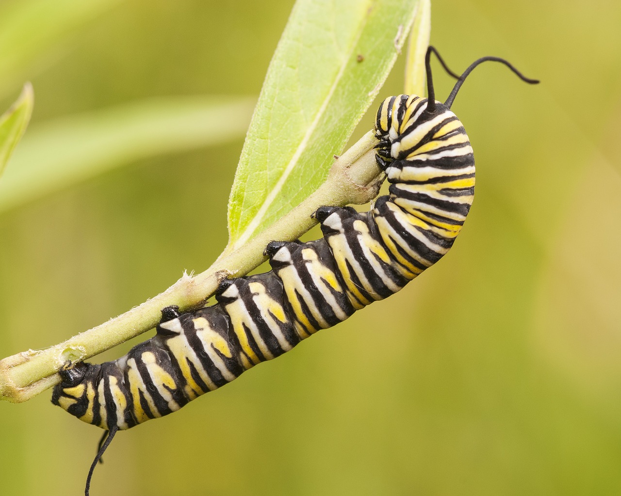 monarch caterpillar monarch nature free photo