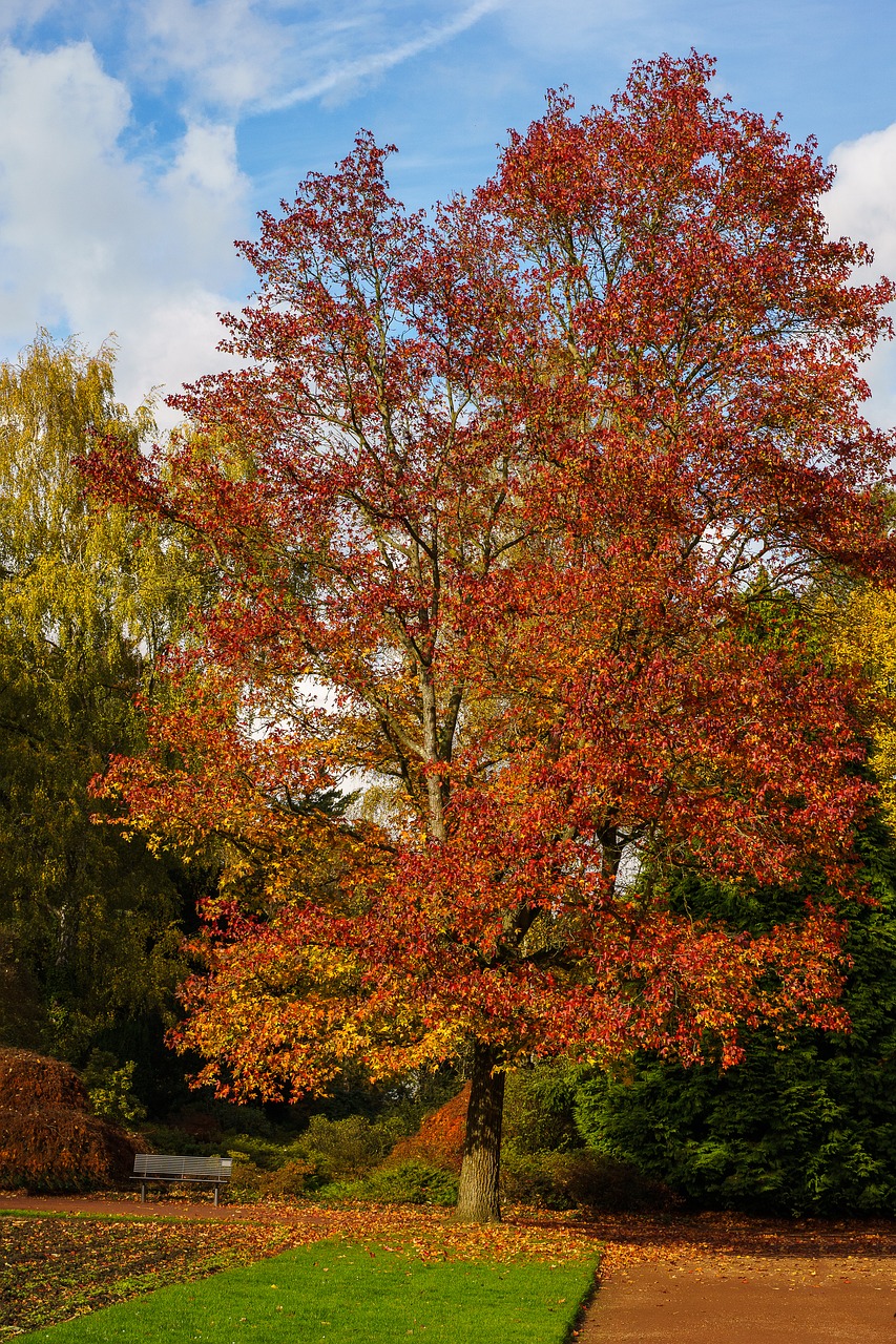 mönchengladbach colorful garden tree free photo