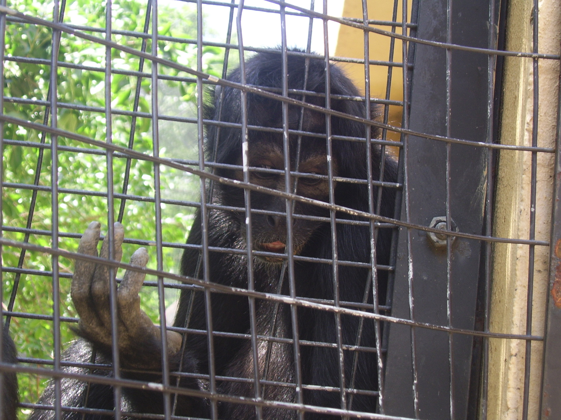 Monkey cage. Europeans in Cage Zoo. A Dog in a Cage.