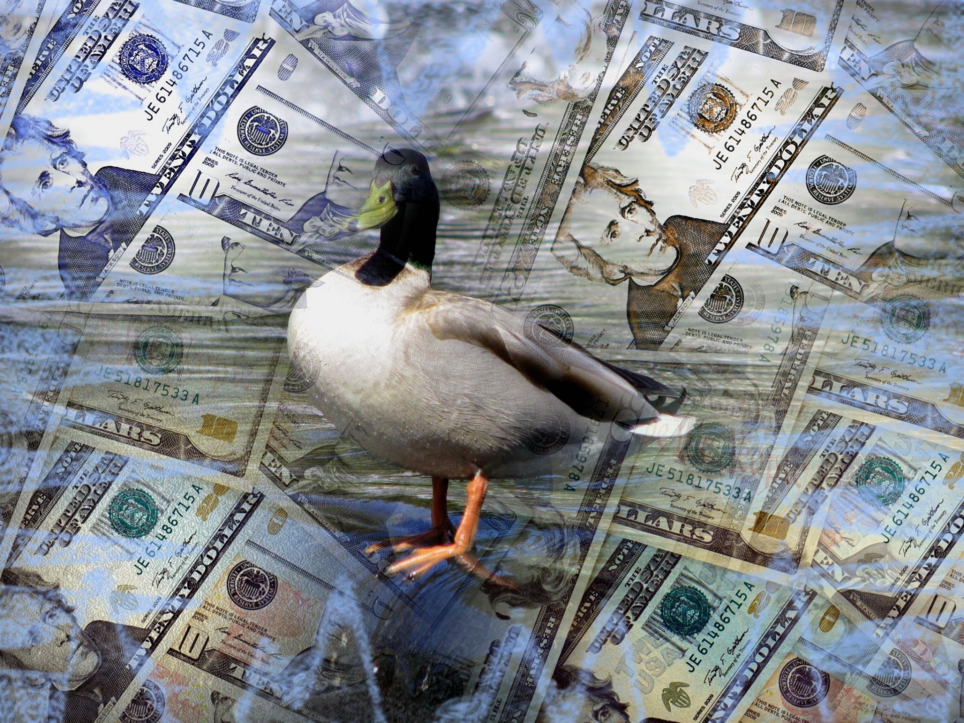 money dollar montage free photo