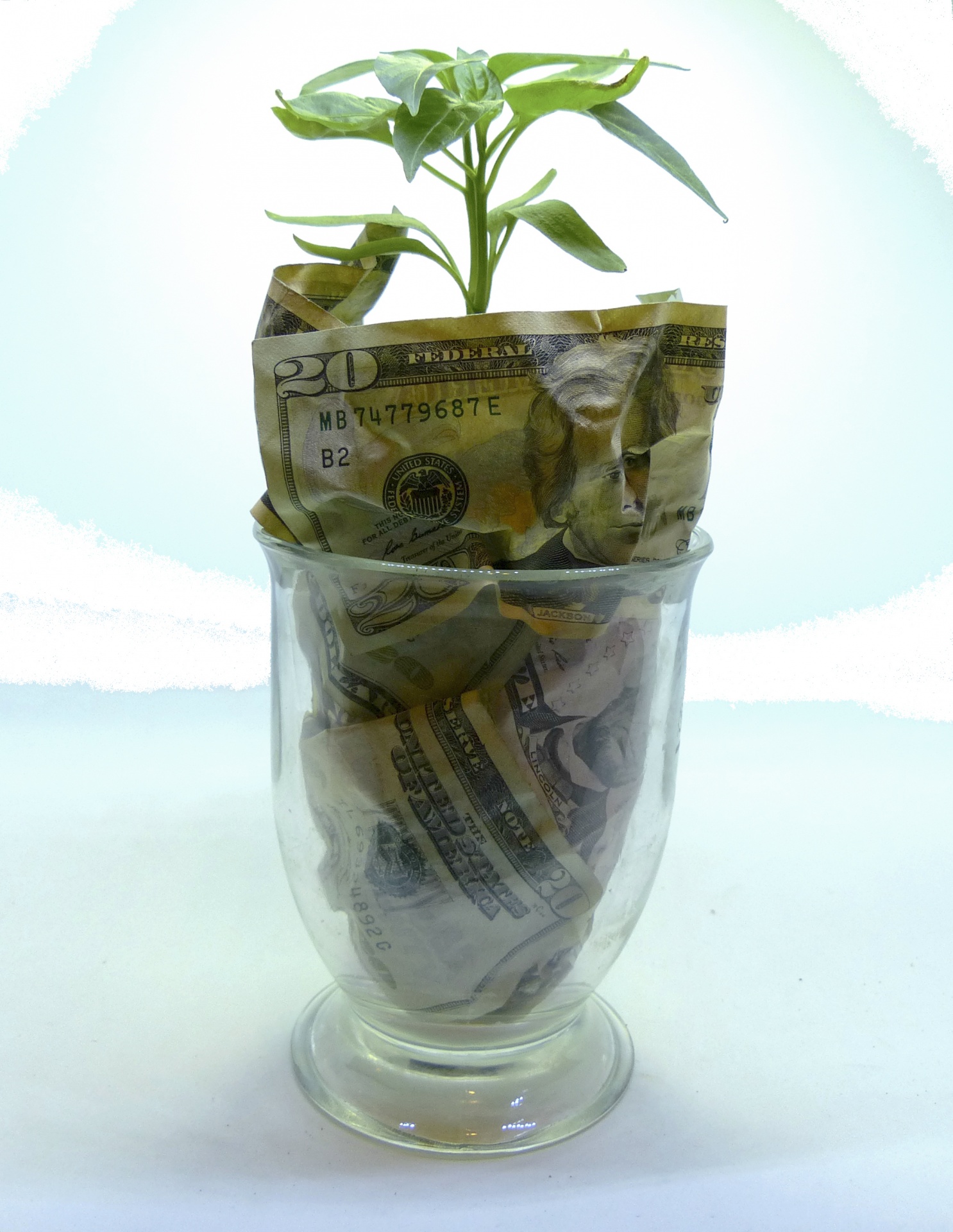 grow money money grows prosperity free photo