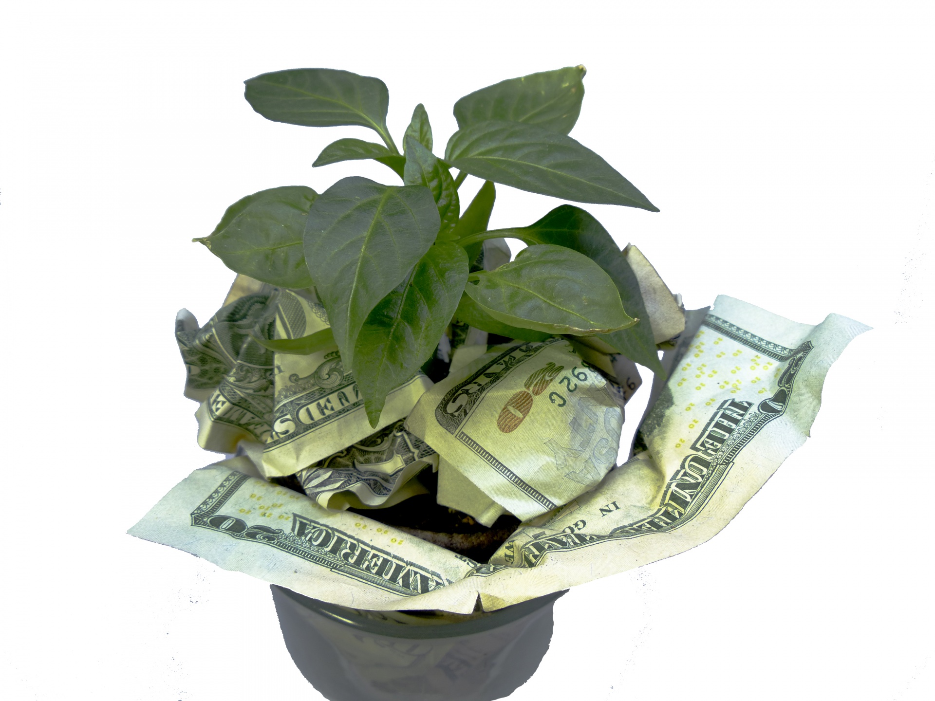 grow money money grows prosperity free photo