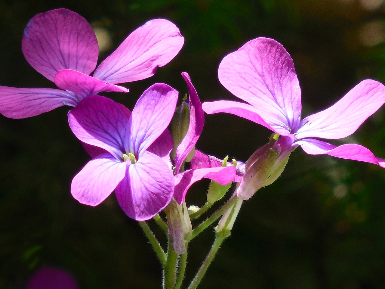 money plant purple plant free photo