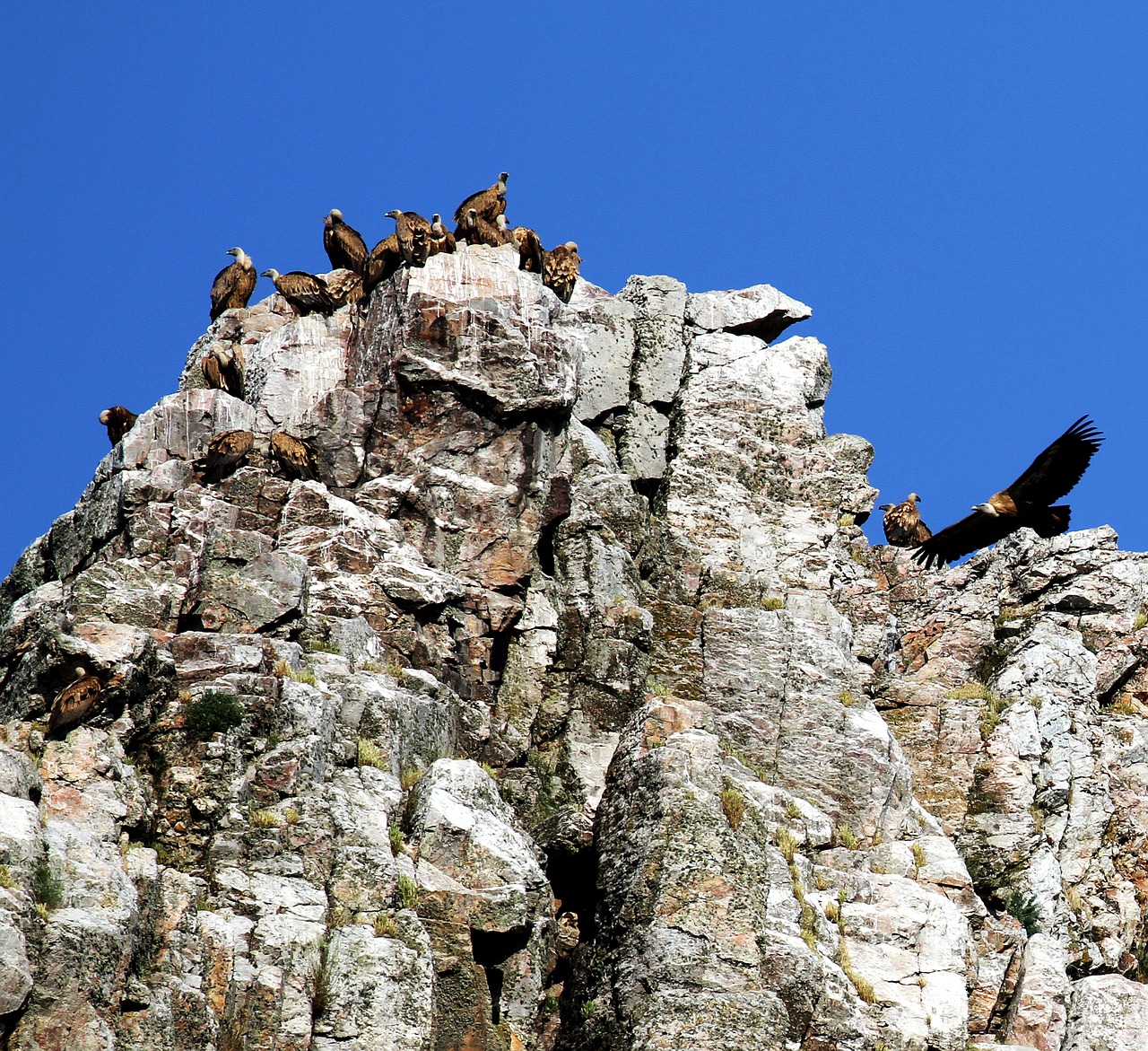 monfrague park spain vultures free photo