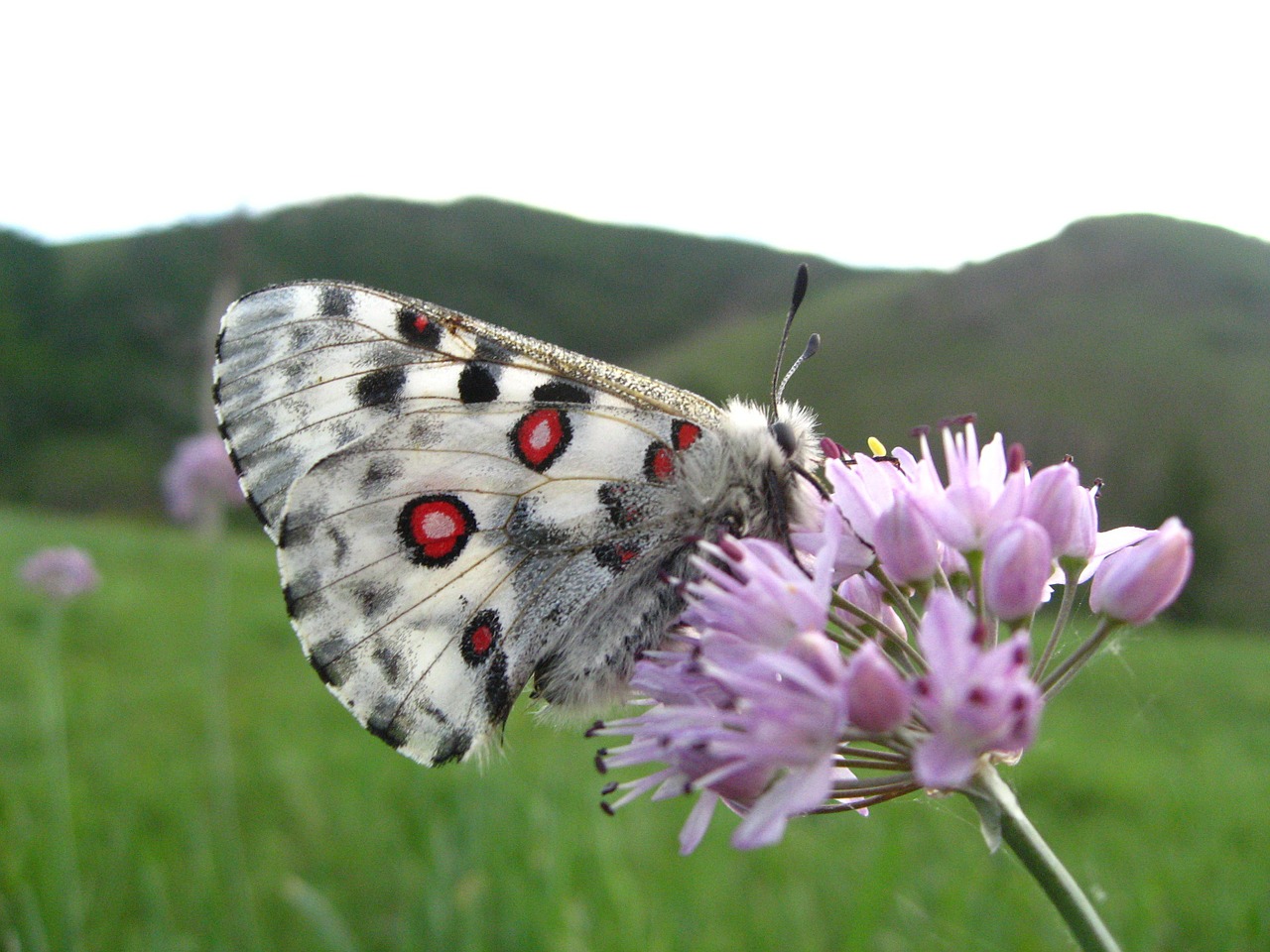 mongoli white butterfly free photo