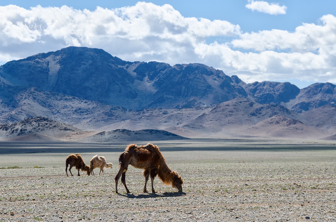 mongolia nature camel free photo