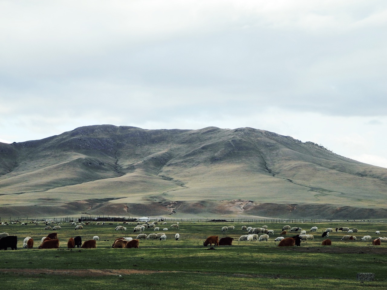 mongolia prairie cattle and sheep free photo
