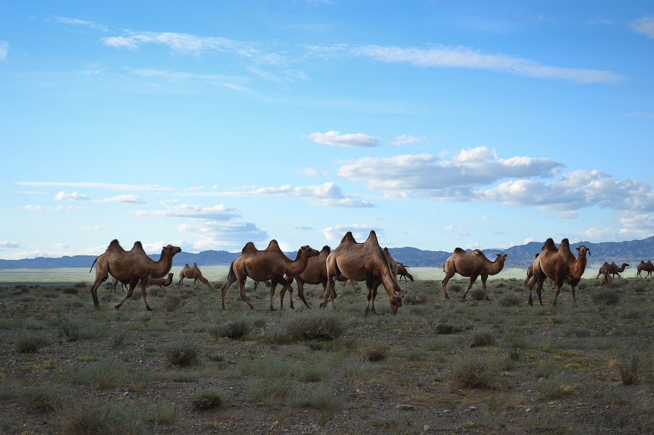 mongolia camels steppe free photo