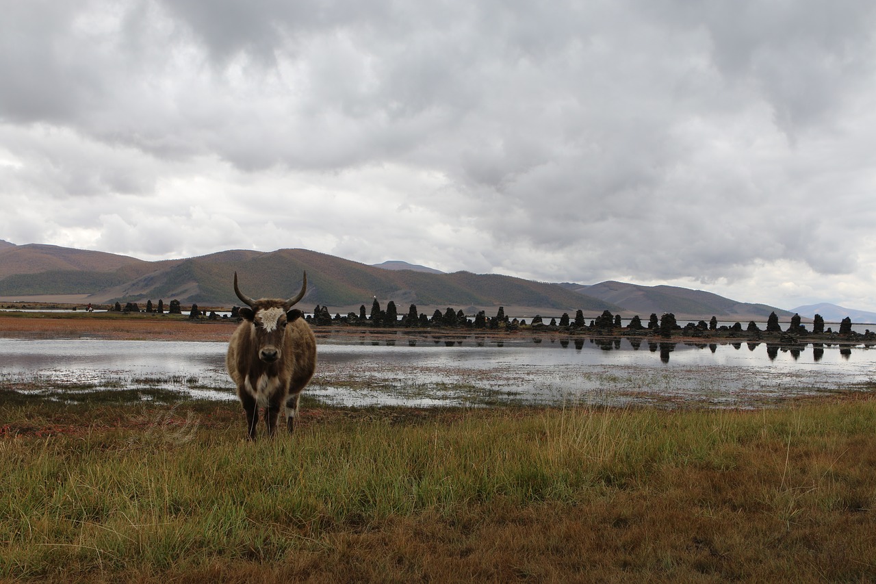 mongolia steppe beef free photo
