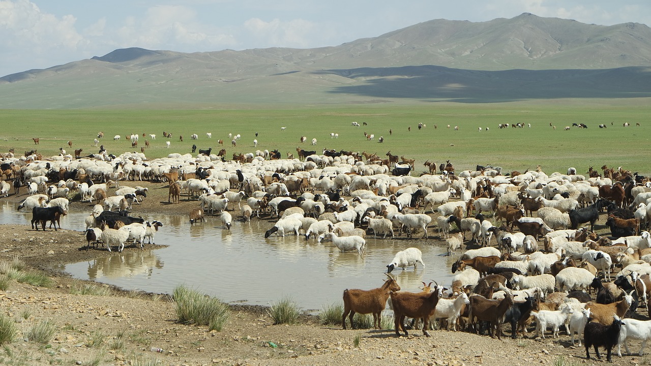mongolia yangttae nomadic free photo