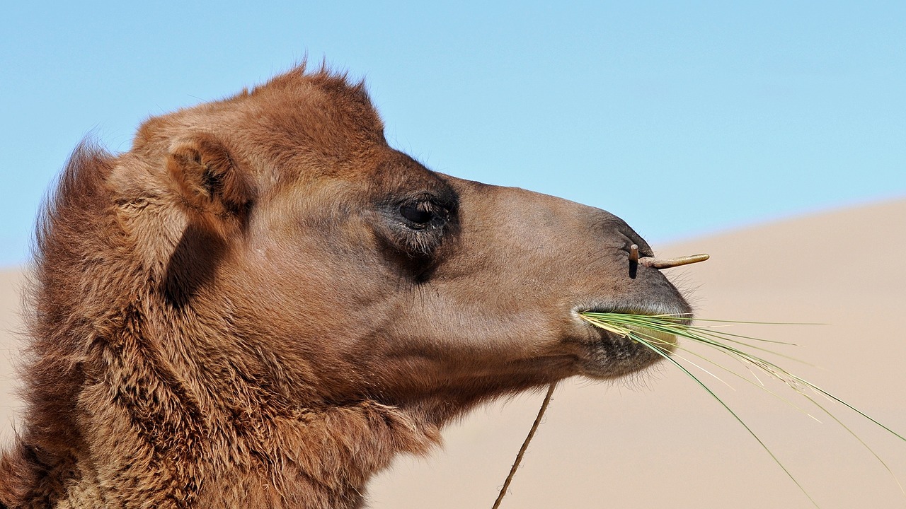 mongolia camel eat free photo