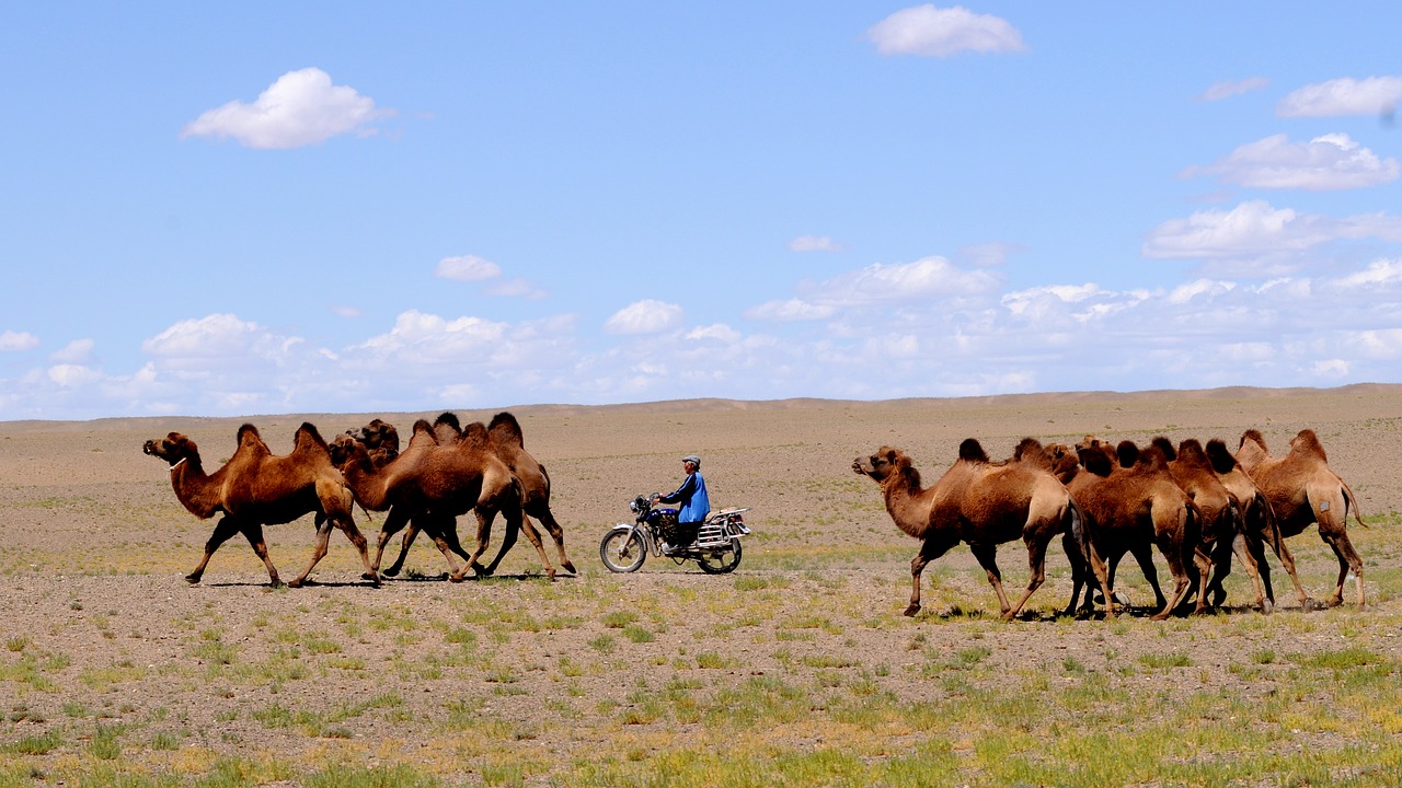 mongolia desert nomad free photo