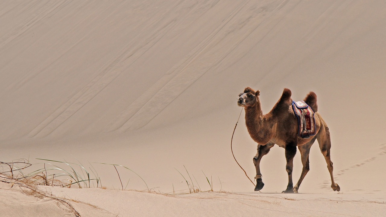 mongolia desert sand free photo