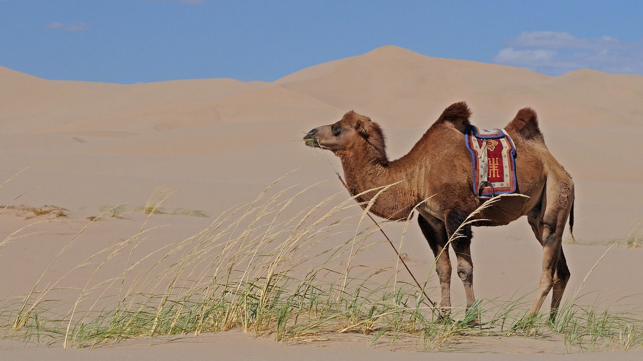 mongolia desert camel free photo