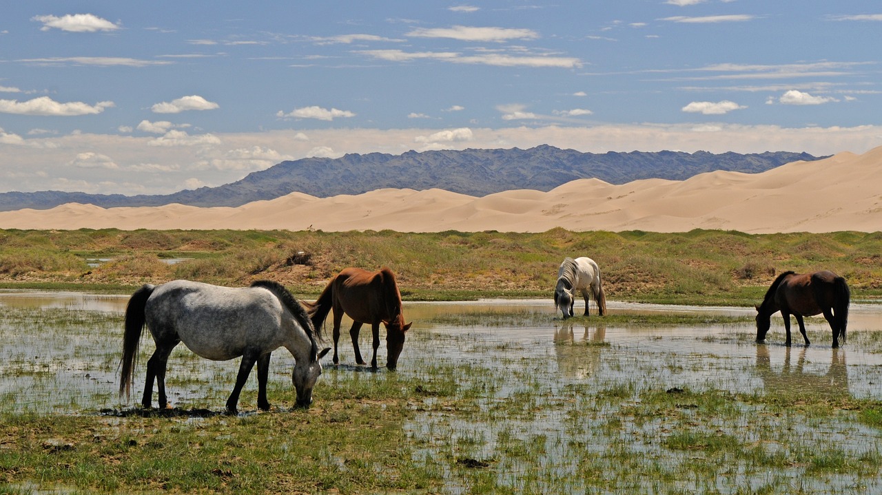 mongolia horses landscape free photo