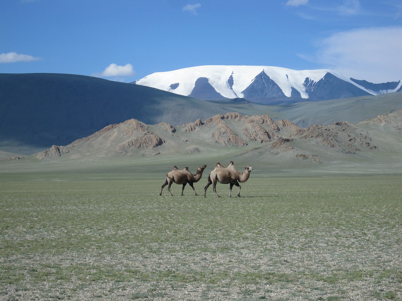 mongolia glacier camels free photo
