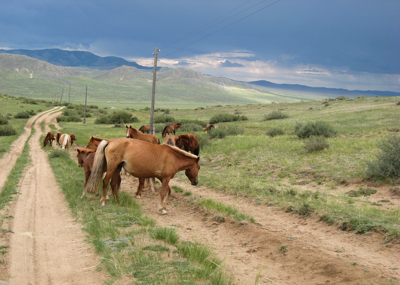 mongolia horses steppe free photo