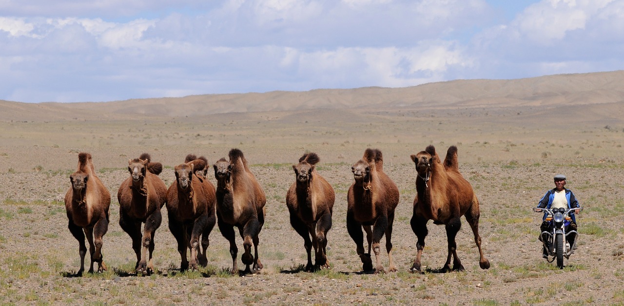 mongolia camels nomad free photo