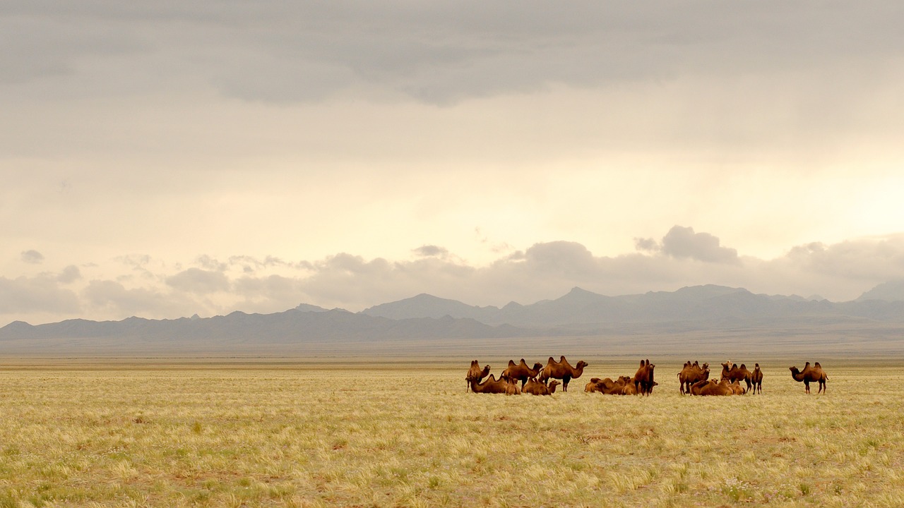mongolia gobi camels free photo