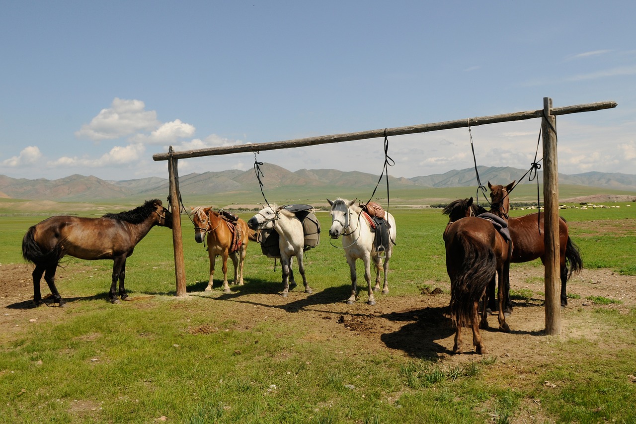 mongolia horses break free photo