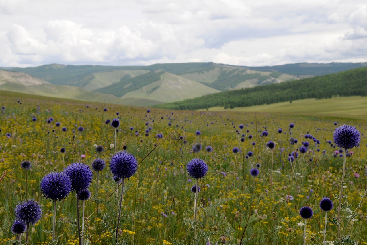 mongolia landscape outlook free photo