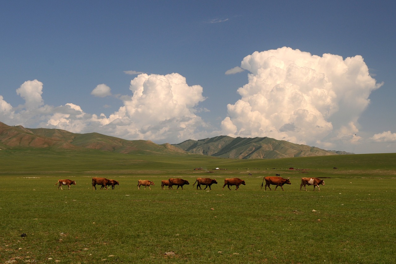 mongolia steppe wide free photo
