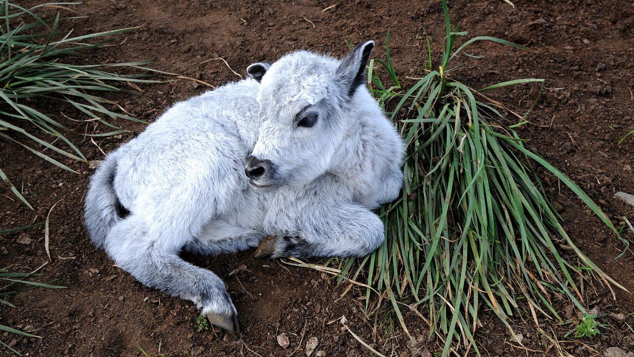 mongolia calf young animal free photo