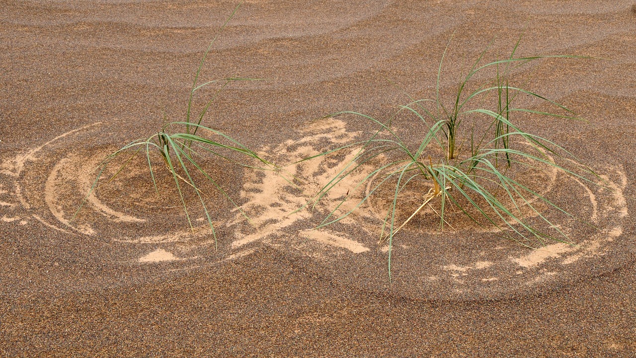 mongolia desert grass pattern free photo