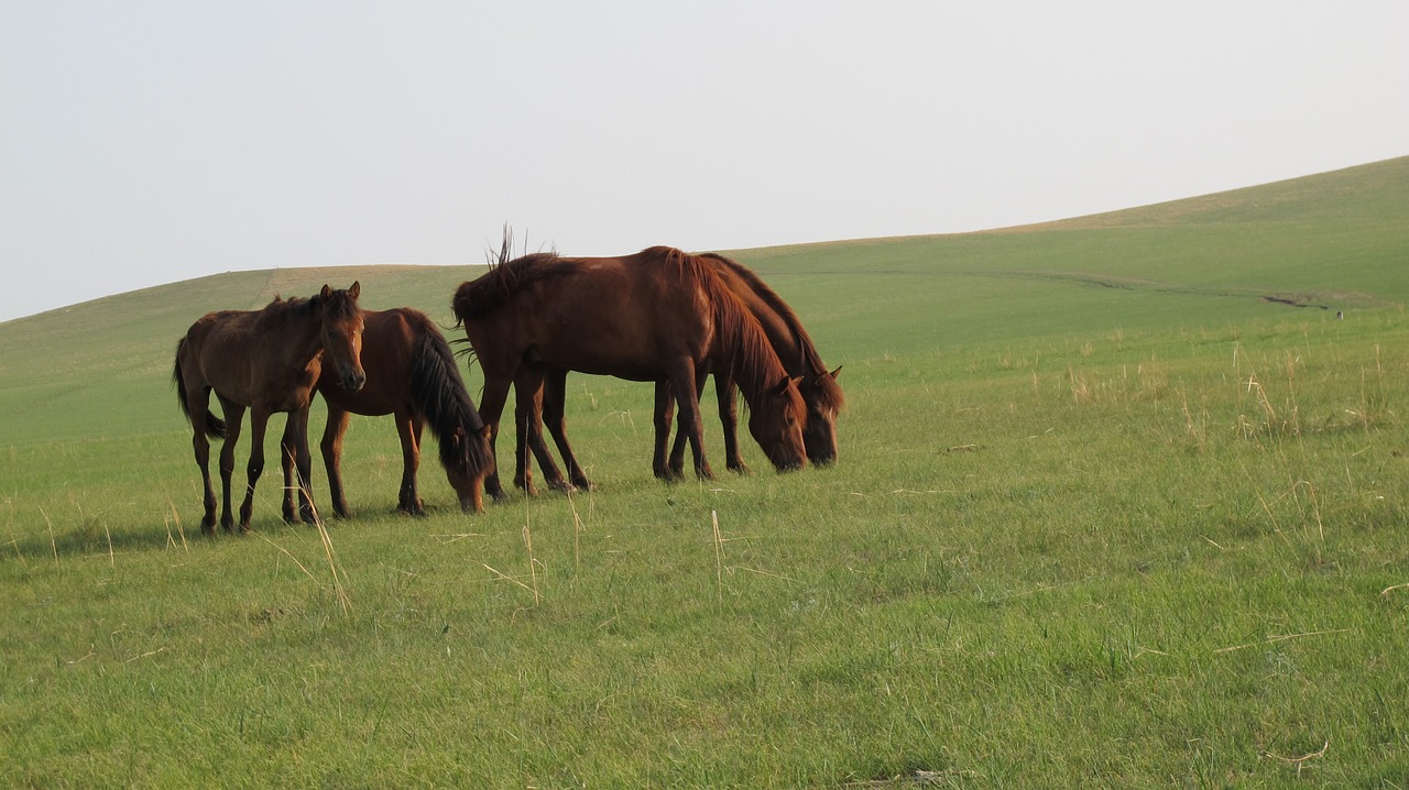 mongolia horse prairie summer free photo