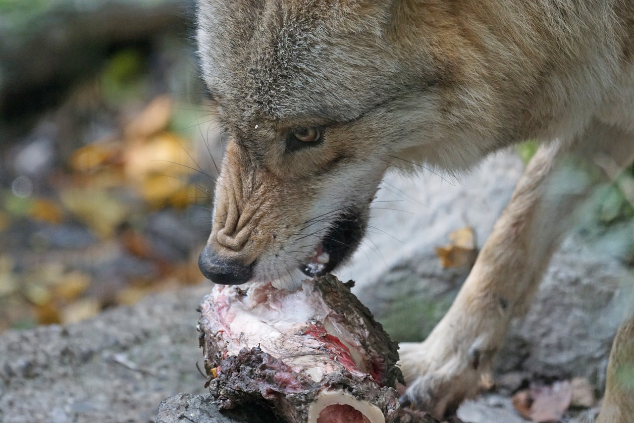 mongolian wolf threatening food free photo