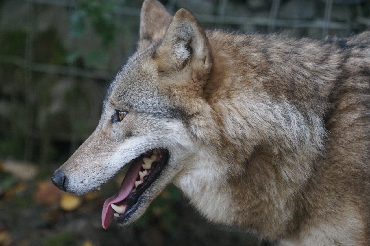mongolian wolf predation predators predators teeth free photo