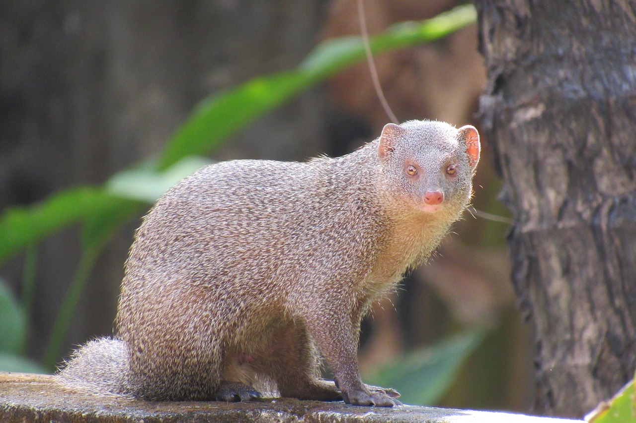 mongoose wildlife nature free photo