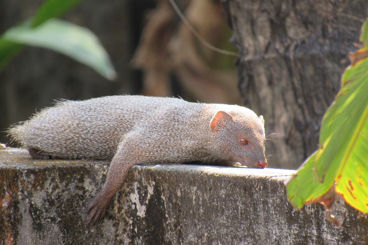 mongoose indian rare free photo