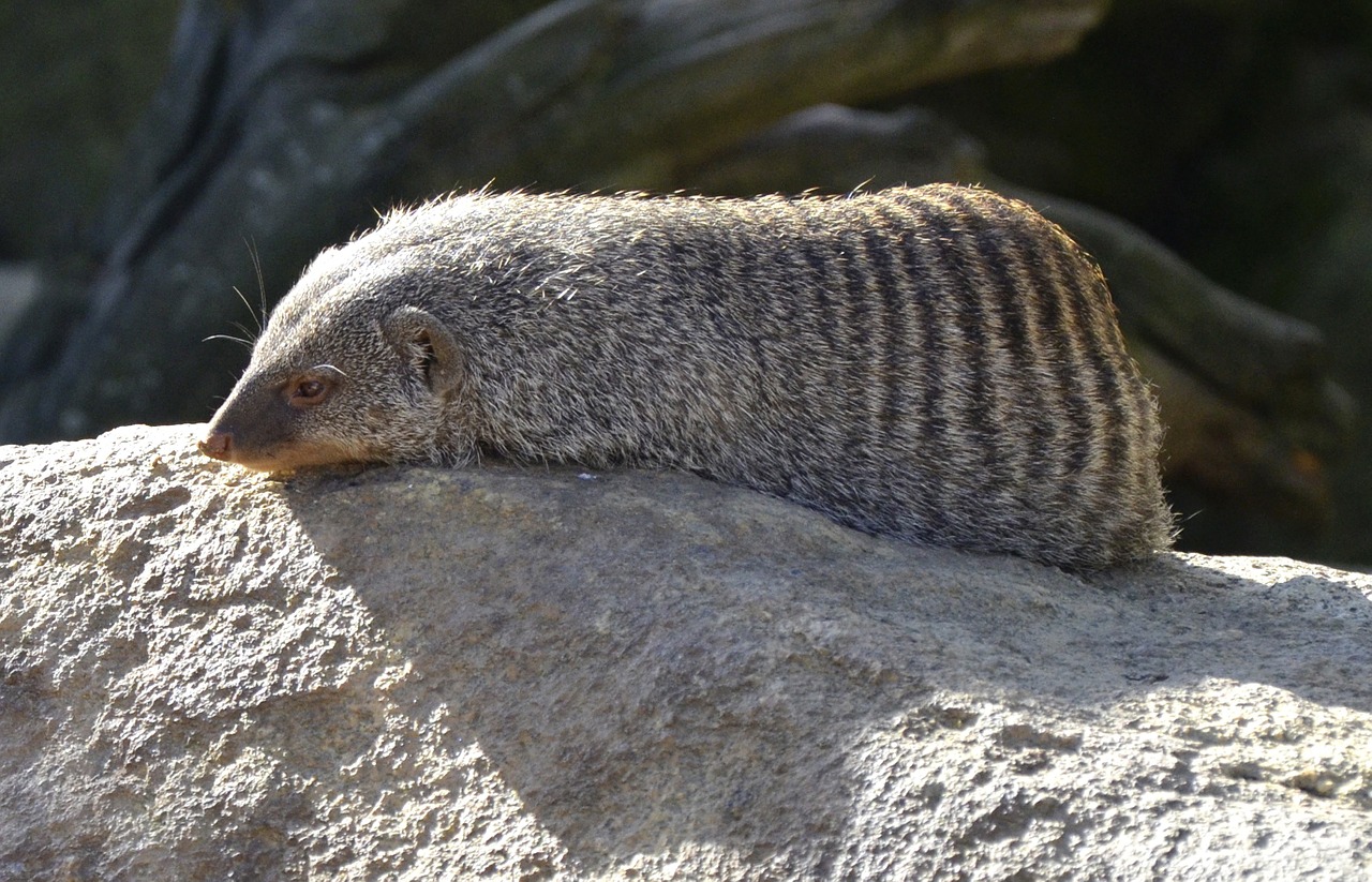 mongoose banded mongoose africa free photo