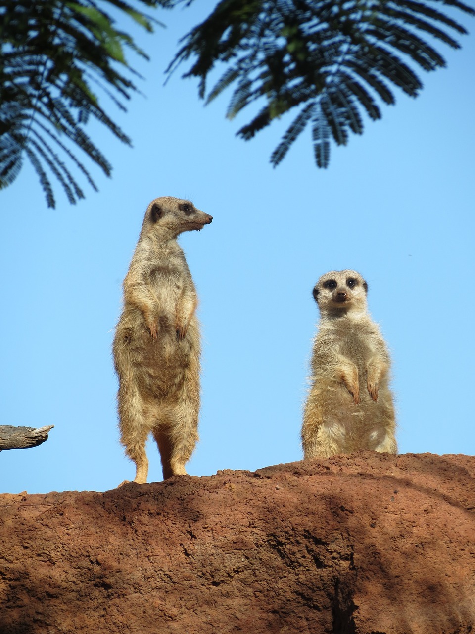 mongoose peer animal free photo