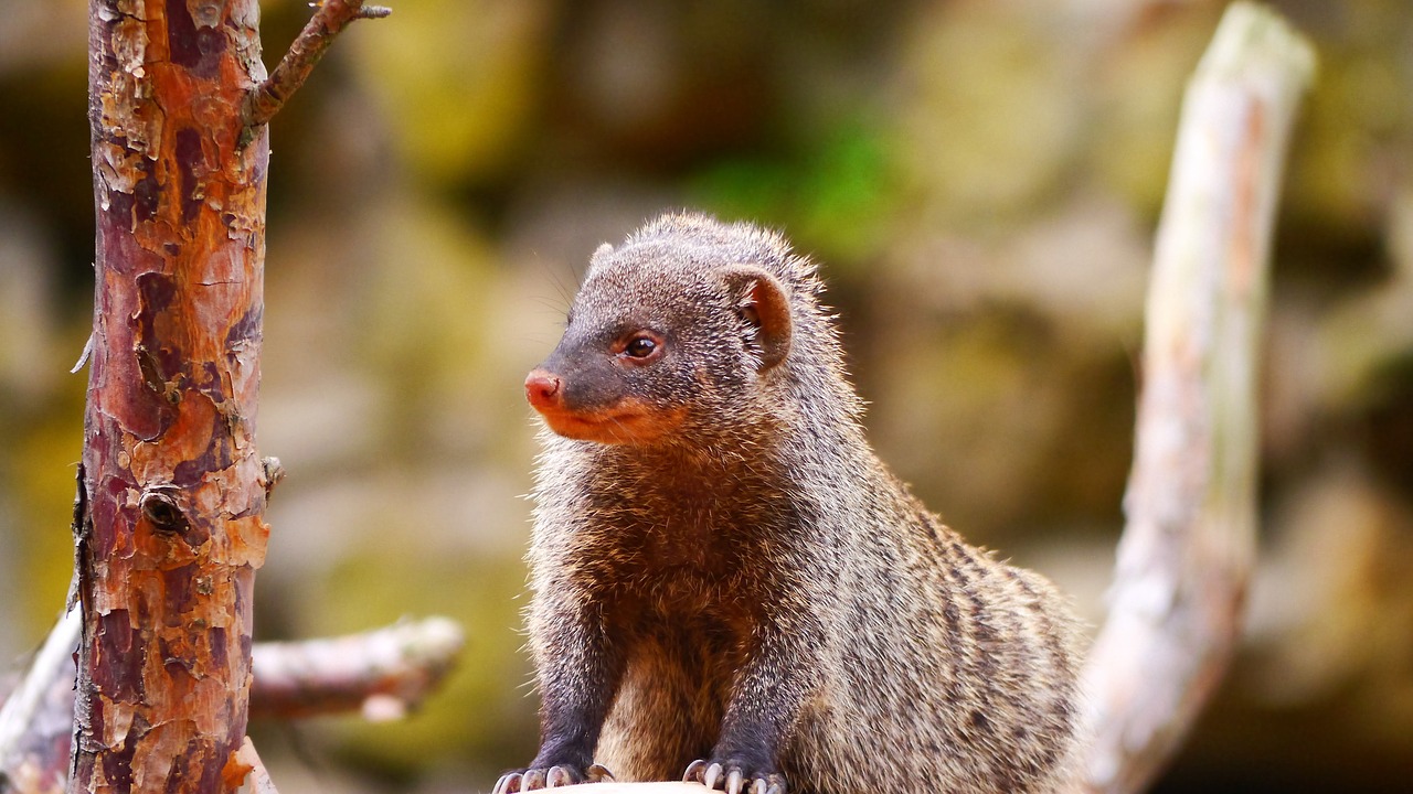 mongoose creature mammal free photo