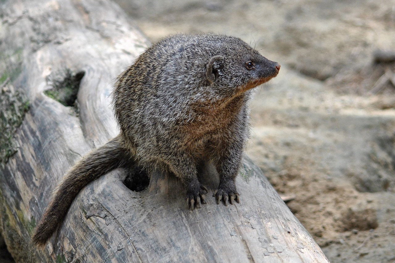 mongoose mammal animal free photo