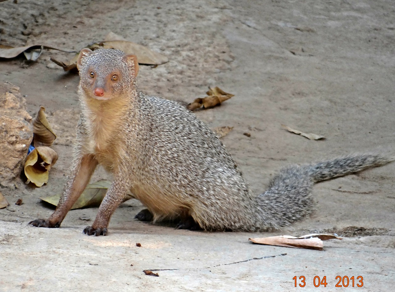 mongoose indian gray free photo