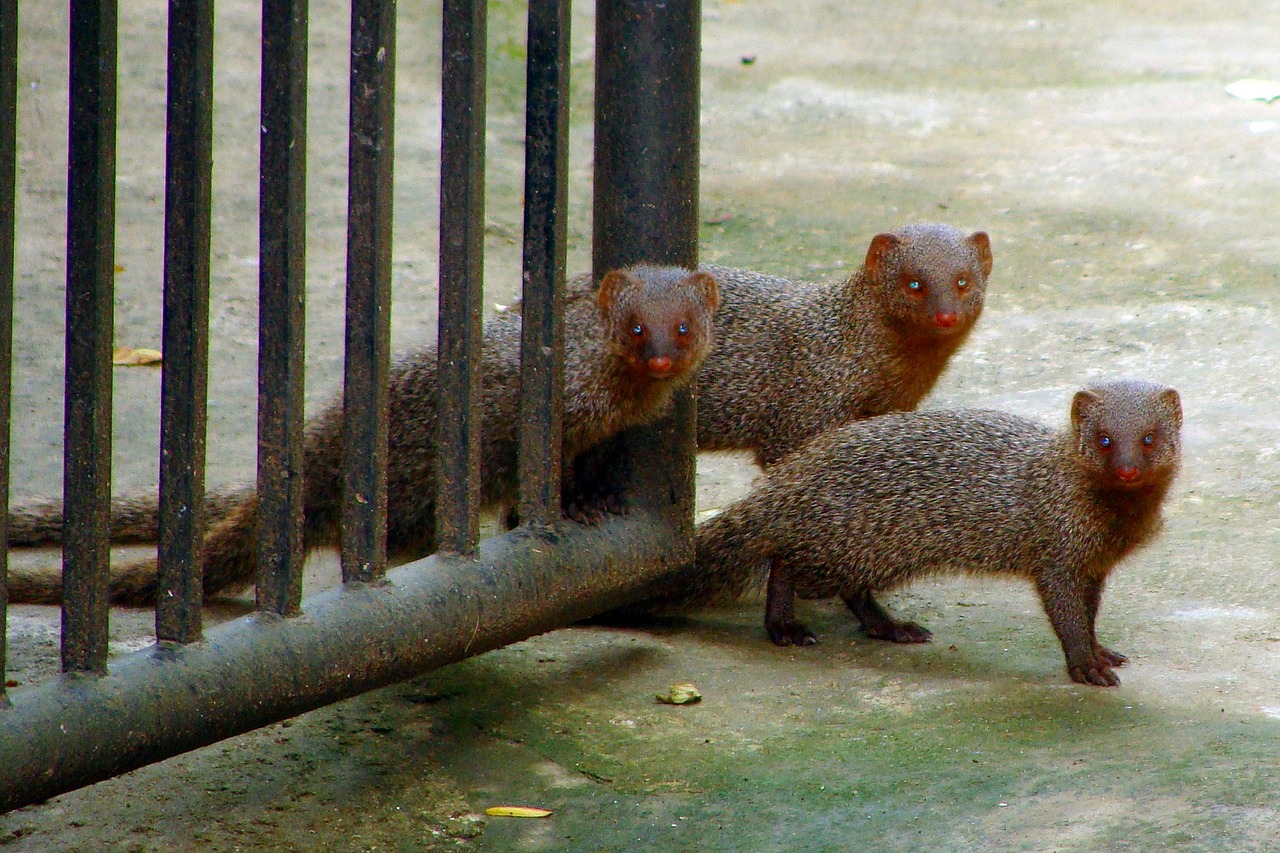 mongoose gray indian free photo