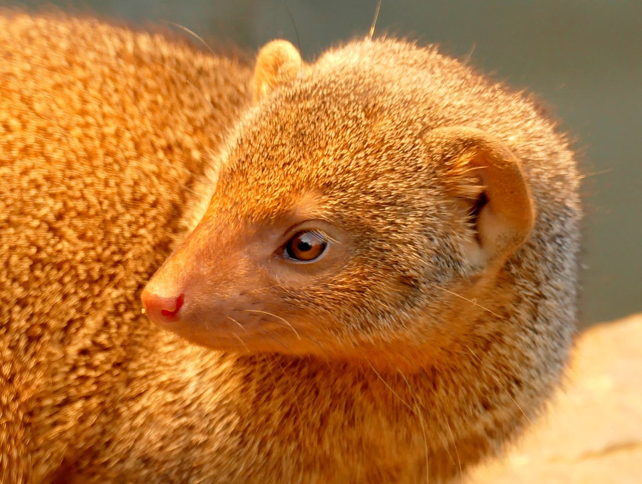 mongoose animal creature free photo