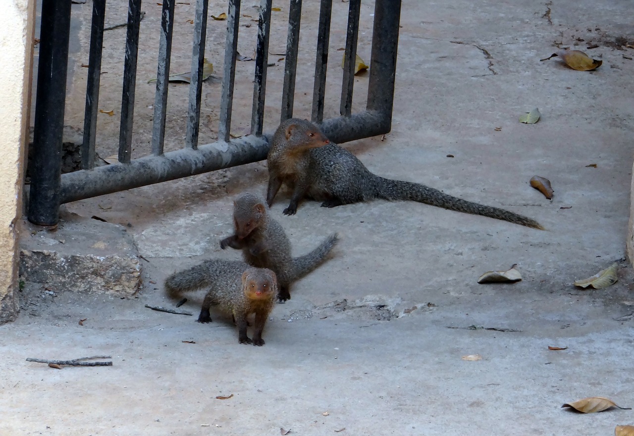 mongoose gnawer rodents free photo