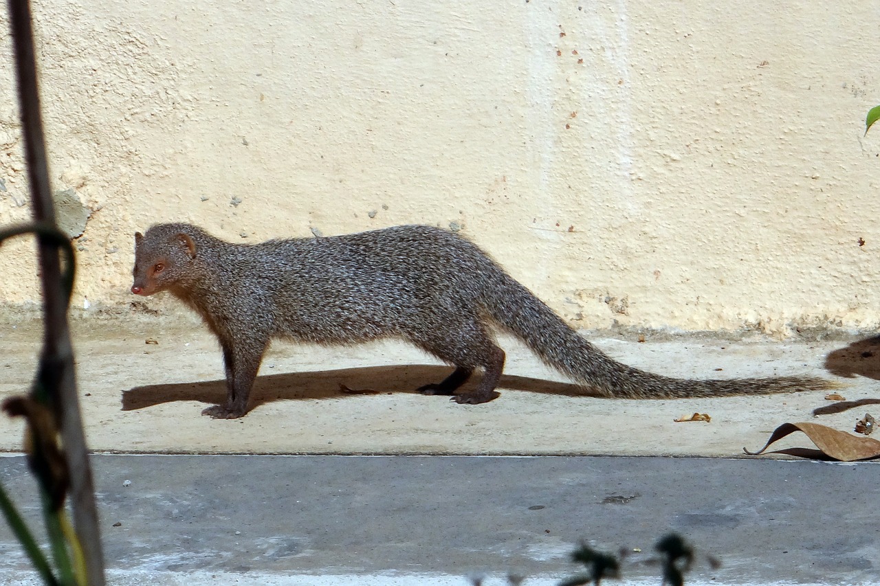 mongoose gnawer rodent free photo