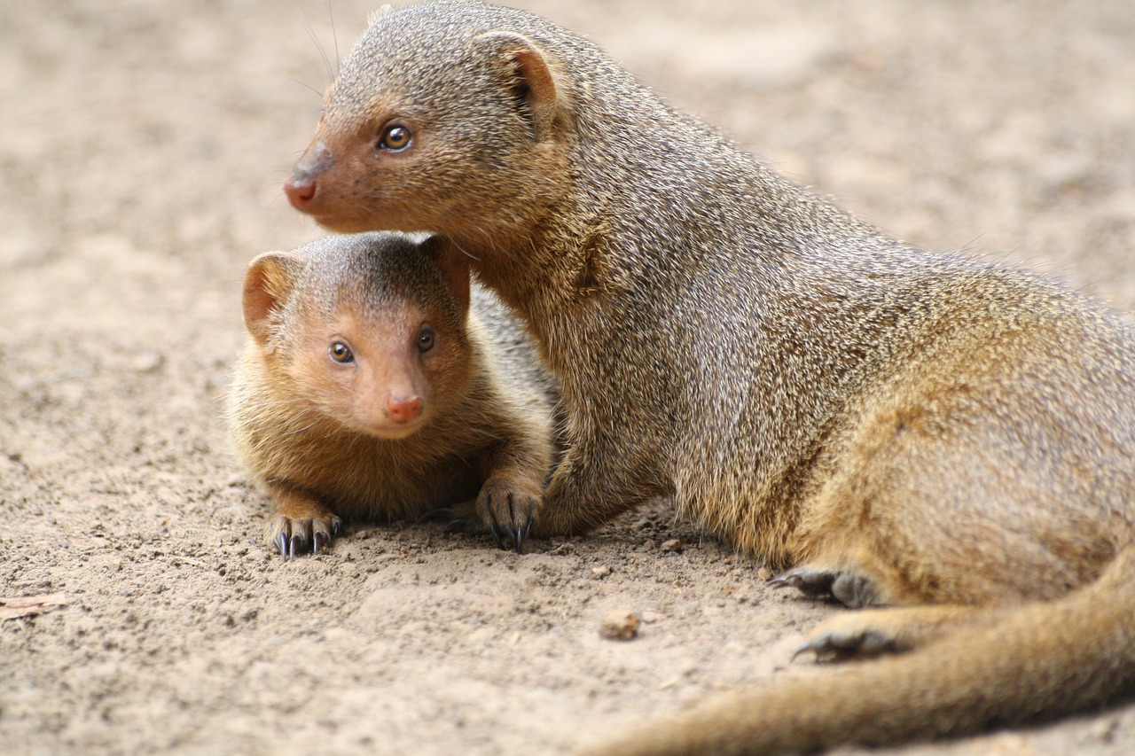 mongoose animal africa free photo