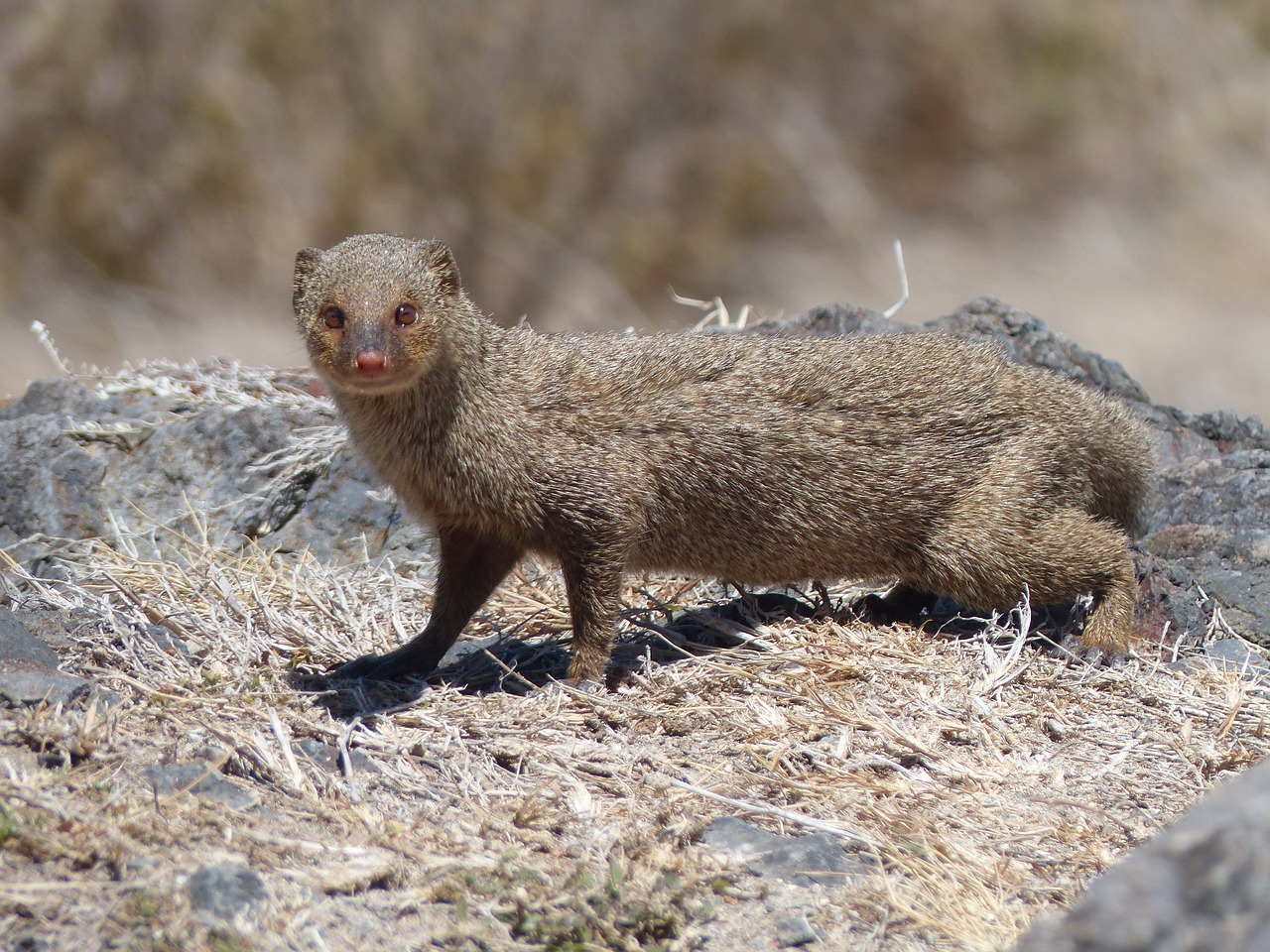 mongoose animal tropics free photo