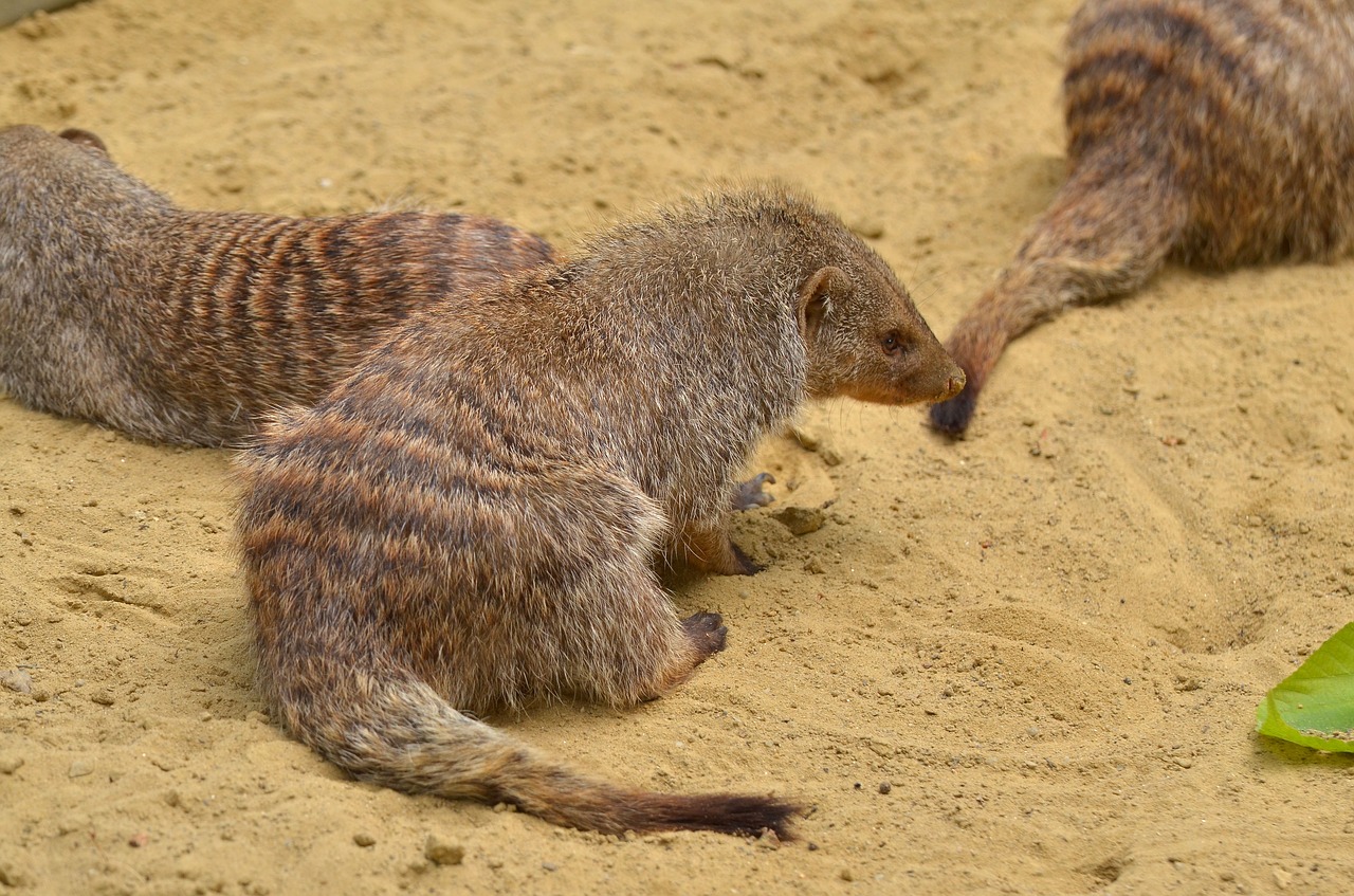 mongoose zoo animal free photo