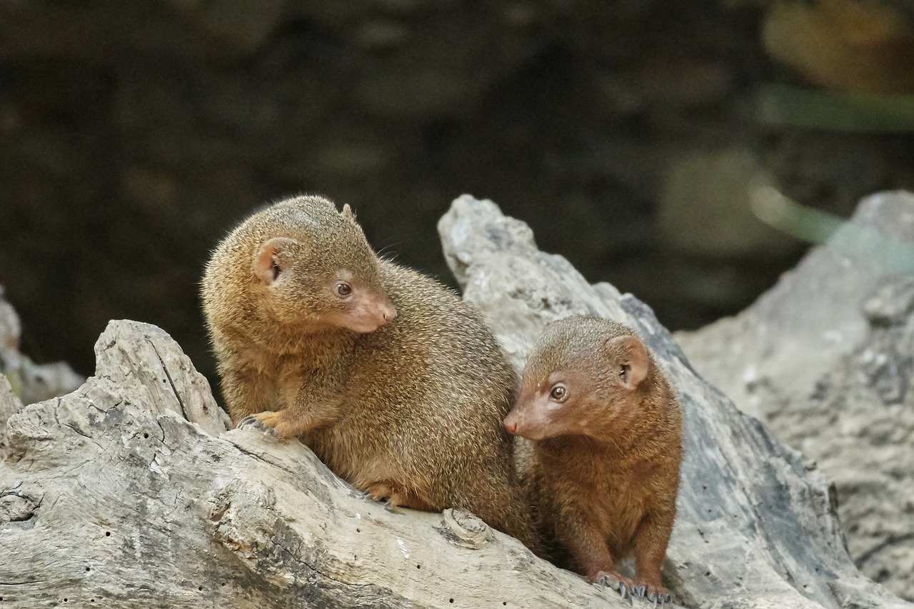 mongoose  nature  animal world free photo