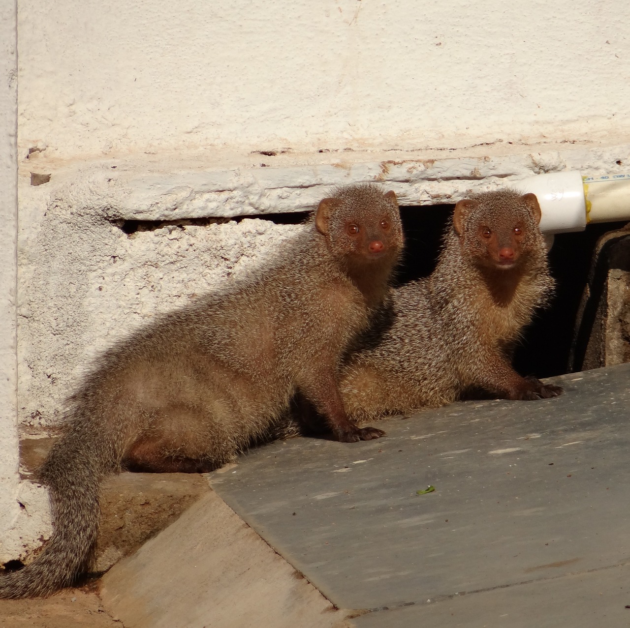 mongoose rodents indian free photo