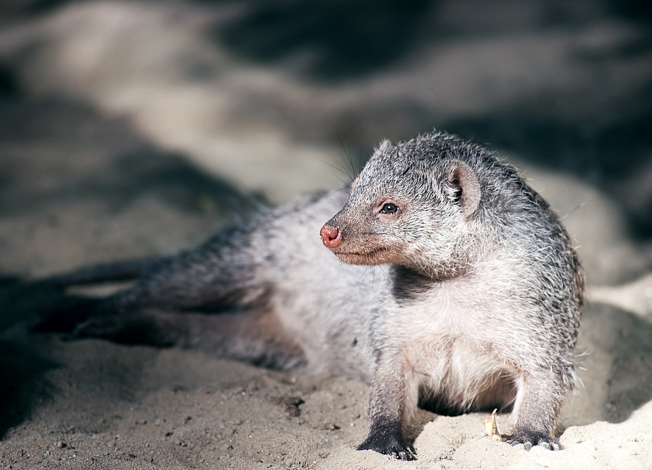 mongoose  zoo  meerkat free photo