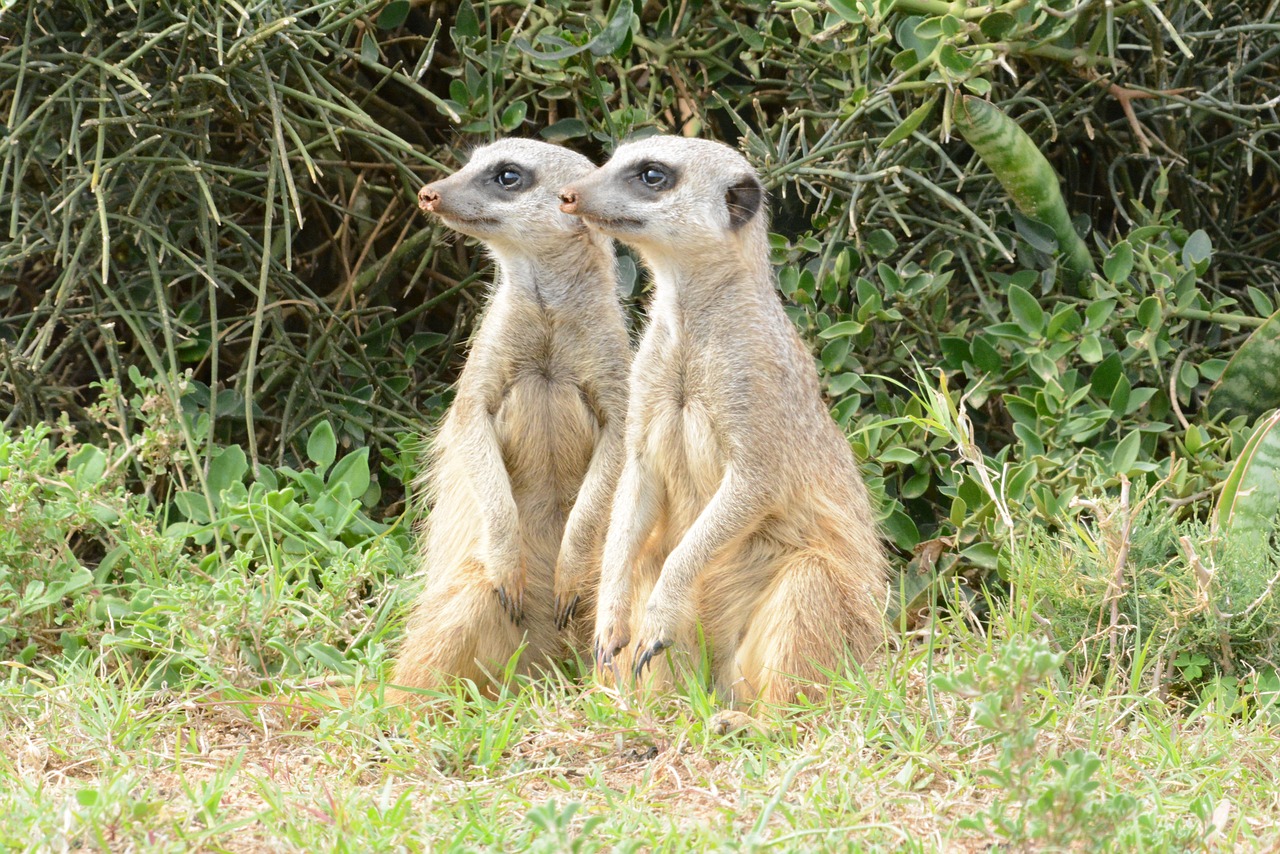 mongoose  wildanimal  meerkat free photo
