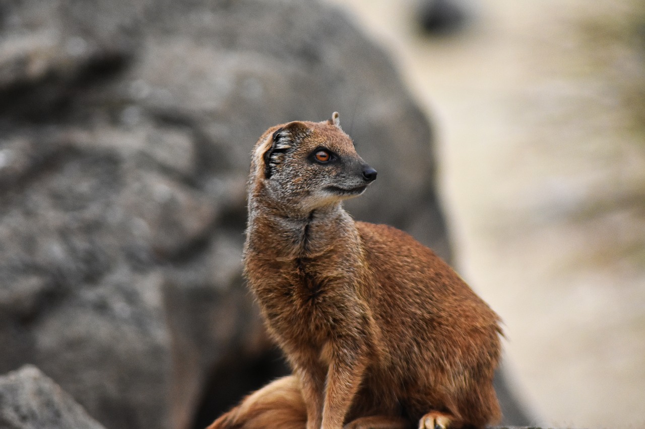 mongoose  africa  african free photo